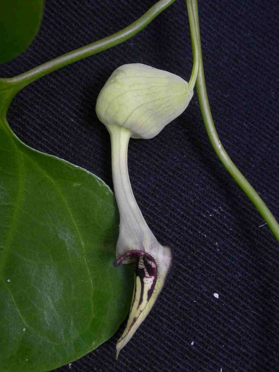 Aristolochia cordigera flower