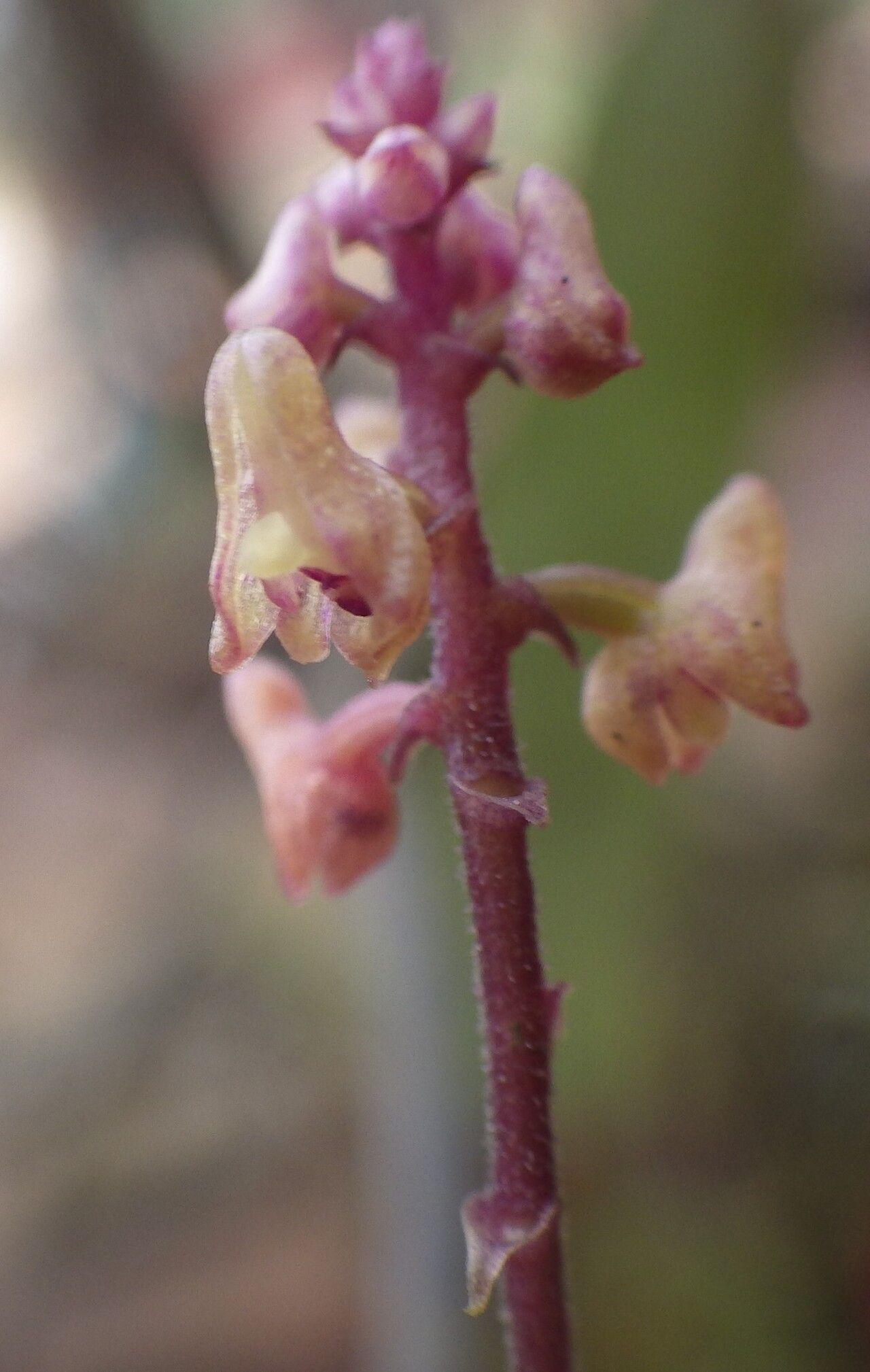 Polystachya ramulosa flower