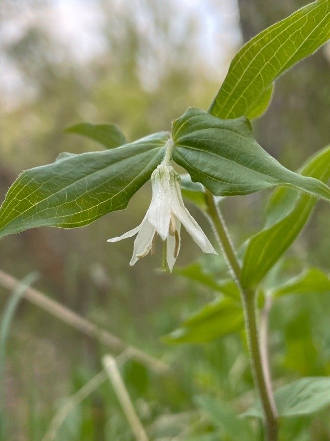 Prosartes hookeri flower