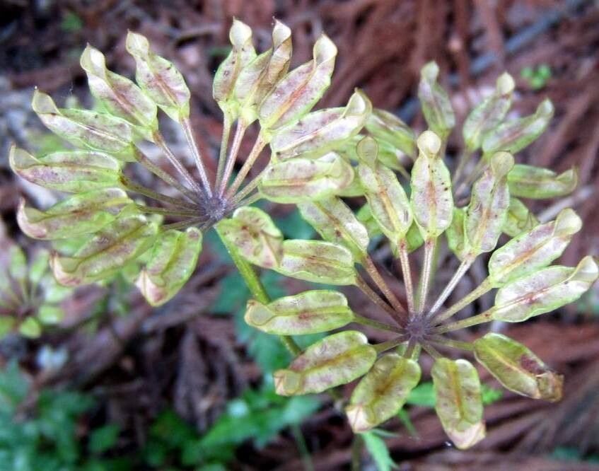 Coptis japonica flower