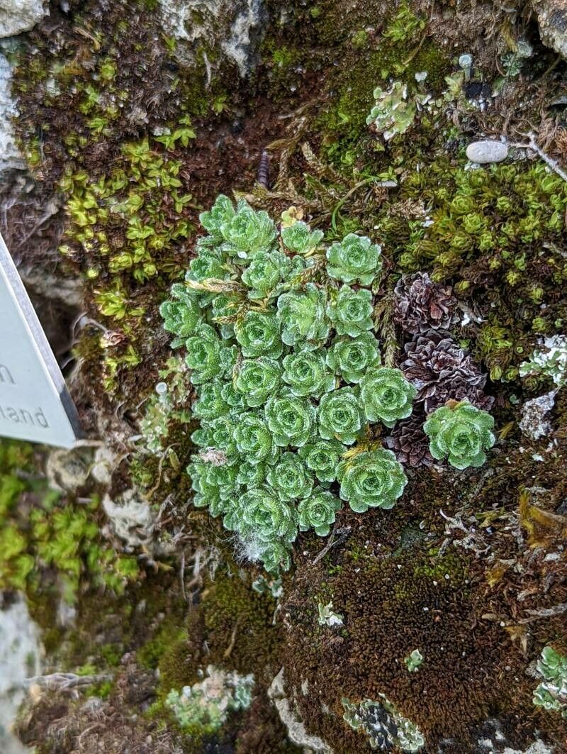 Saxifraga spruneri leaf