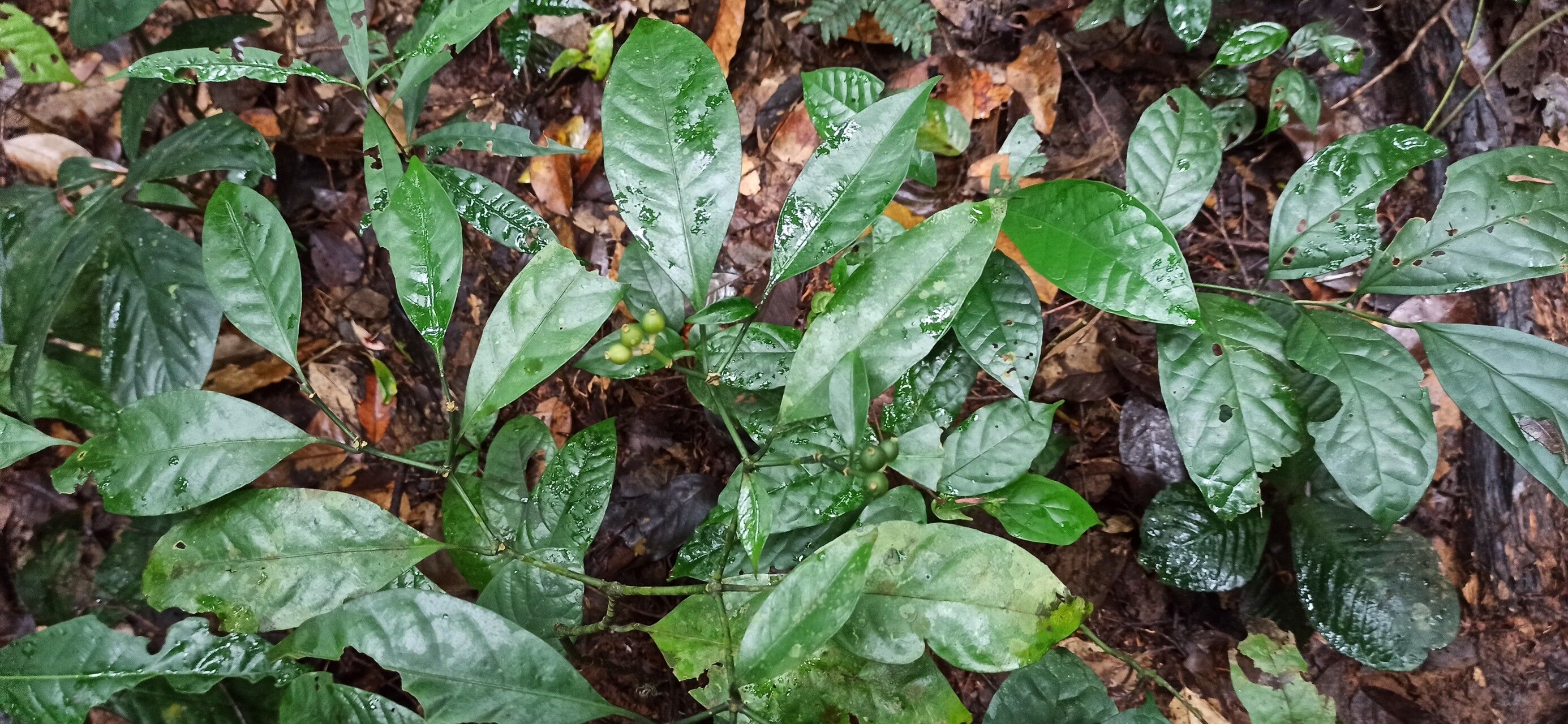 Psychotria satabiei — houseplant care guide