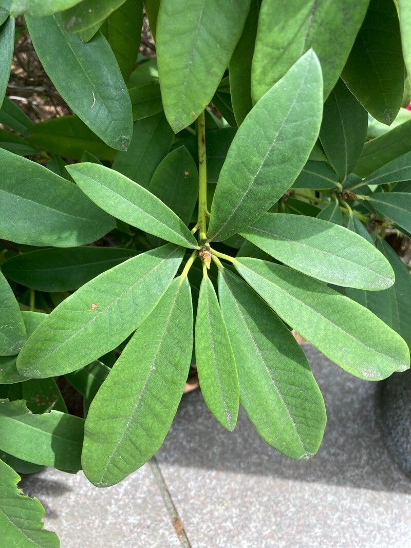 Rhododendron × hybridum — houseplant care guide