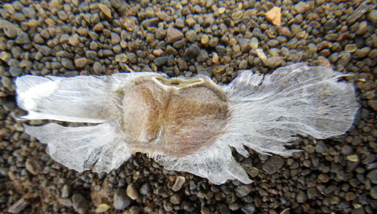 Tabebuia pallida fruit