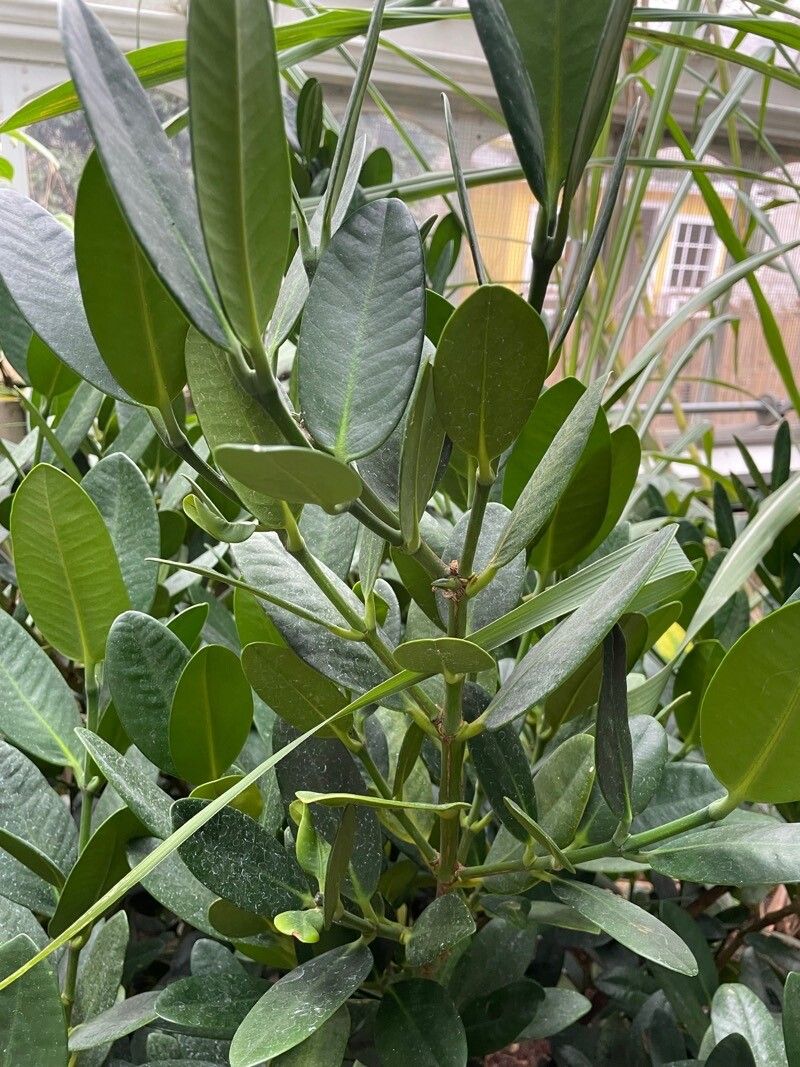 Garcinia subelliptica — houseplant care guide