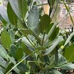 Garcinia subelliptica