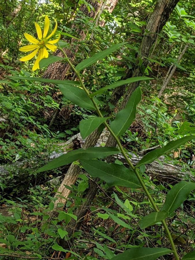 Silphium asteriscus habit