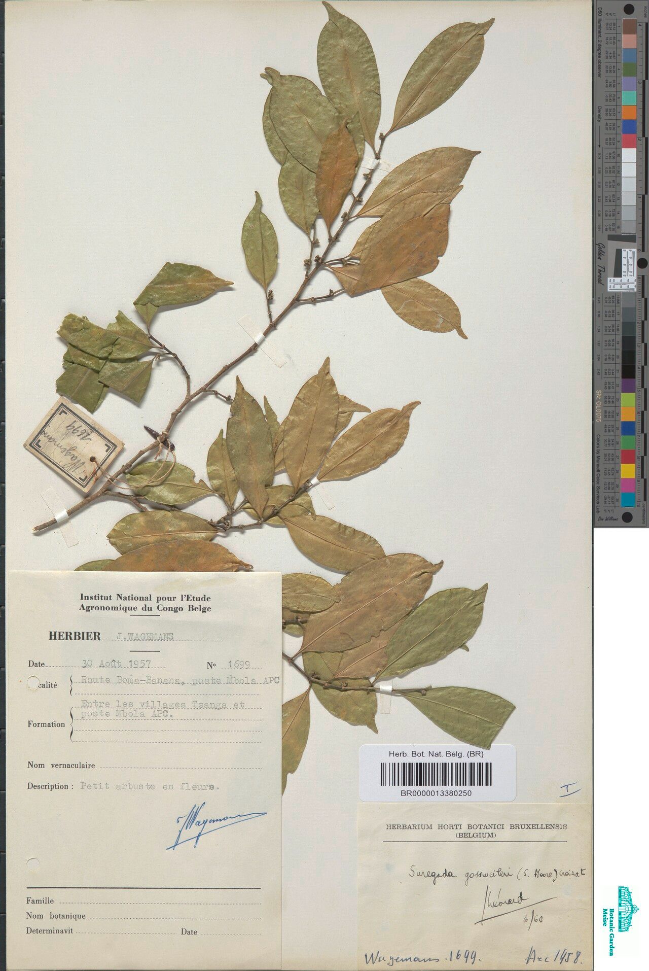 Suregada gossweileri — houseplant care guide