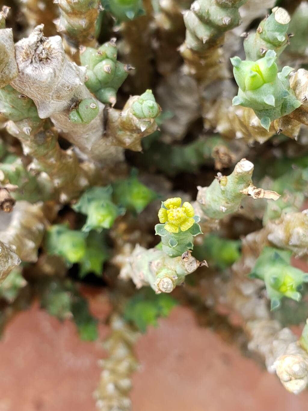 Euphorbia celata flower