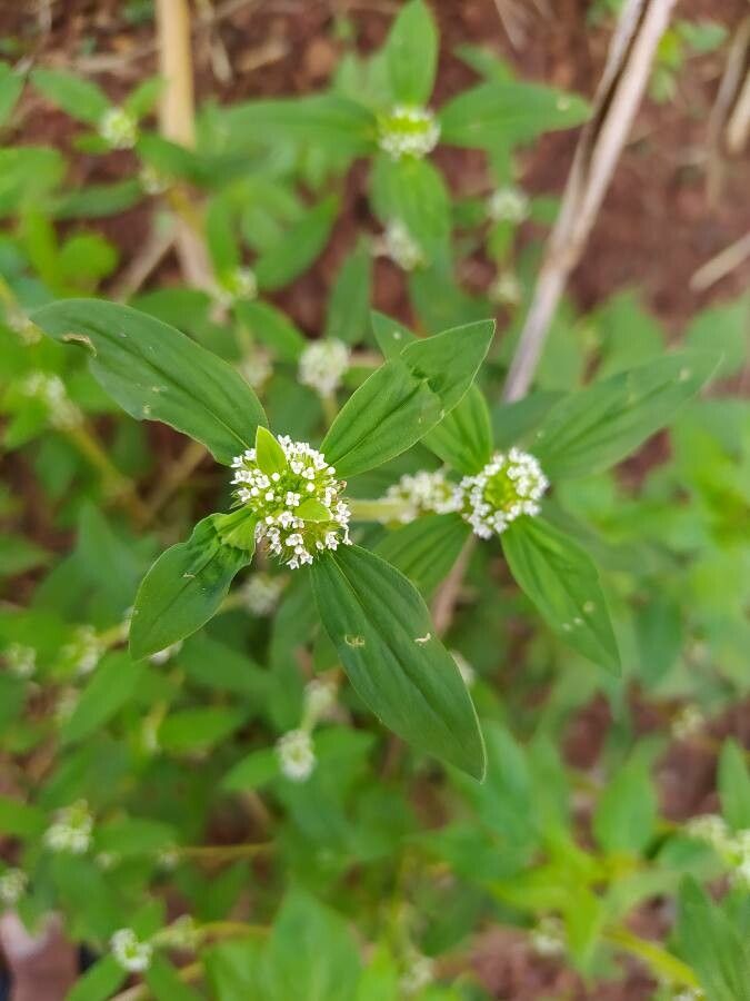 Diodia ocymifolia fruit