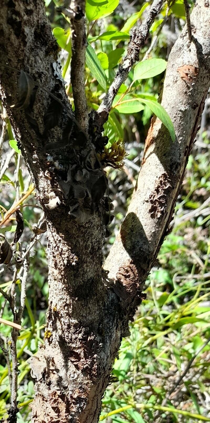 Schinus patagonica bark