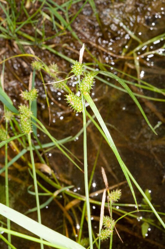 Carex viridula flower