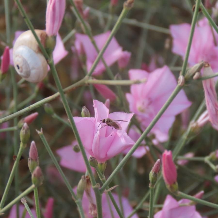 Convolvulus dorycnium flower