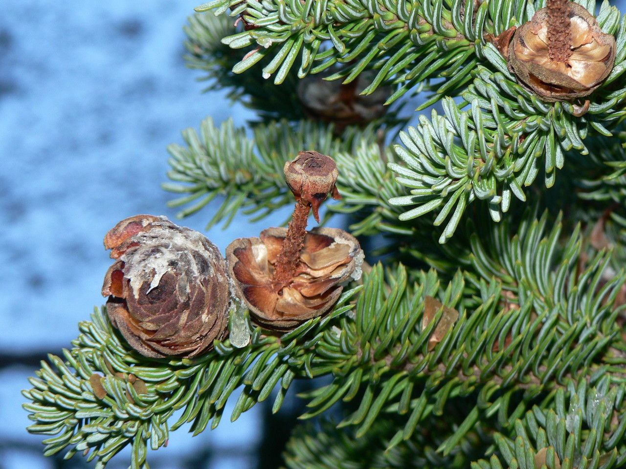 Abies lasiocarpa flower