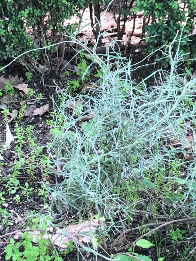 Phagnalon sordidum — houseplant care guide