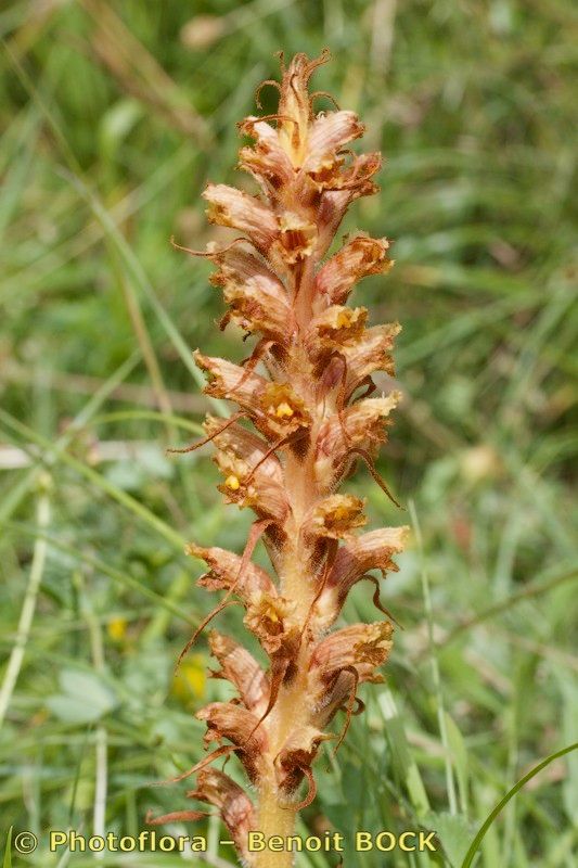 Orobanche bartlingii habit