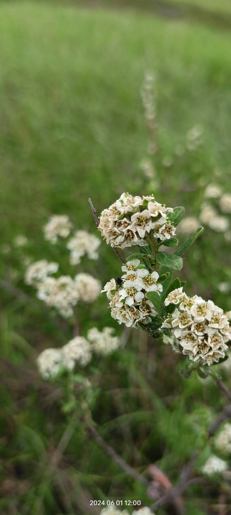 Spiraea crenata flower