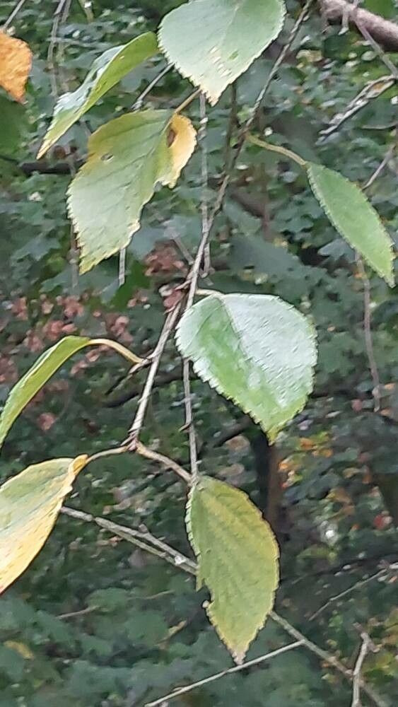 Betula potaninii — search result for 'Betula'