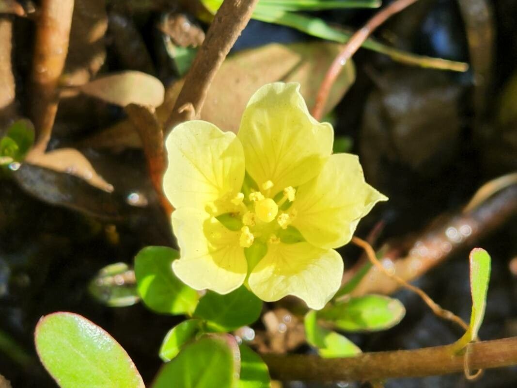 Ludwigia adscendens flower