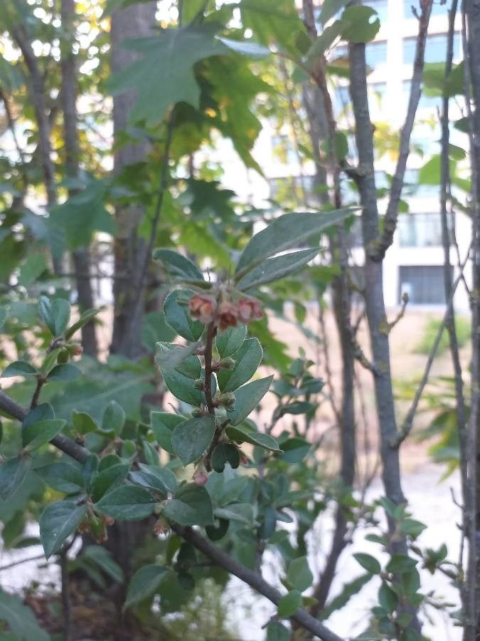 Cotoneaster simonsii flower