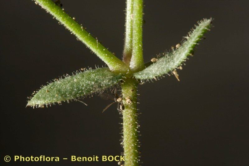 Arenaria hispanica bark