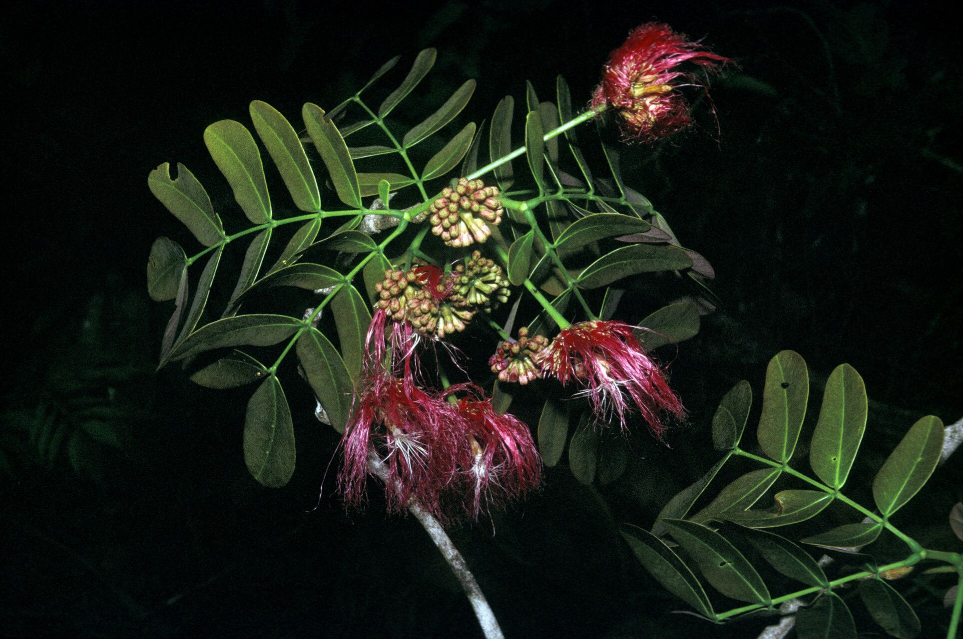 Jupunba gallorum flower