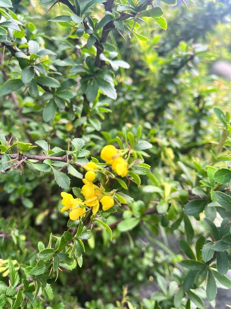 Berberis jaeschkeana flower