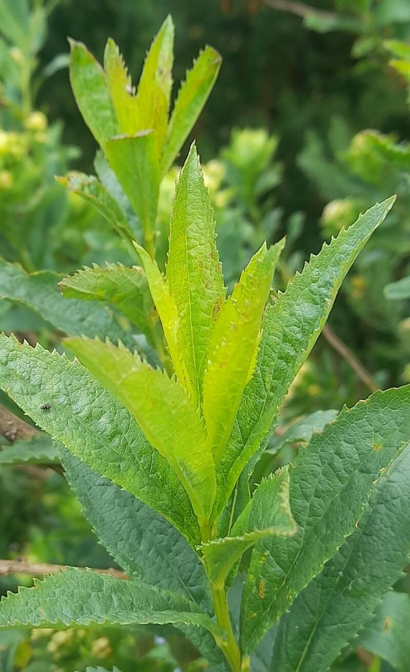 Baccharis sphaerocephala — search result for 'Baccharis'
