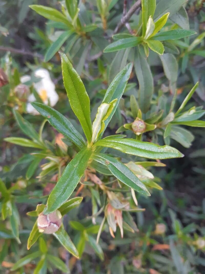 Cistus libanotis — search result for 'Cistus'