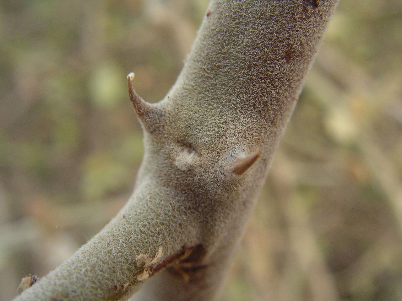 Capparis sepiaria bark