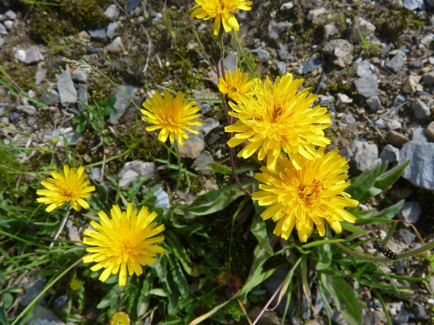 Scorzoneroides montana flower