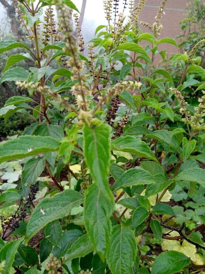 Ocimum gratissimum flower