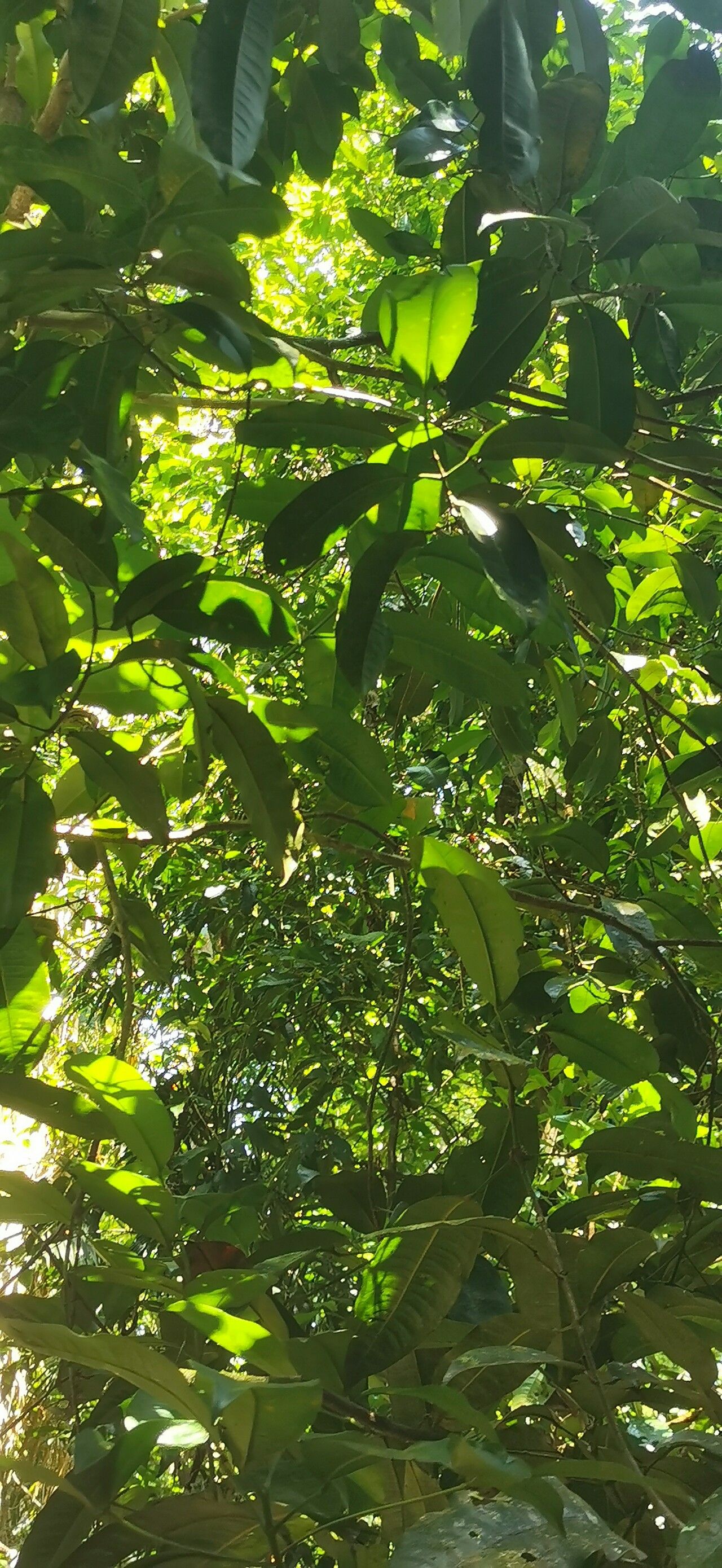 Idiospermum australiense — houseplant care guide