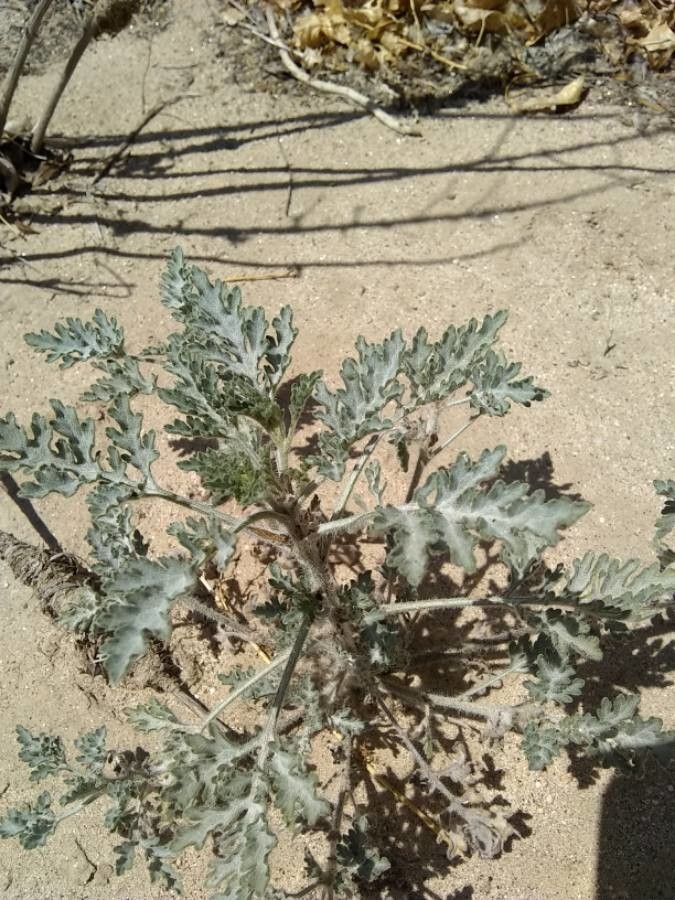 Ambrosia acanthicarpa habit