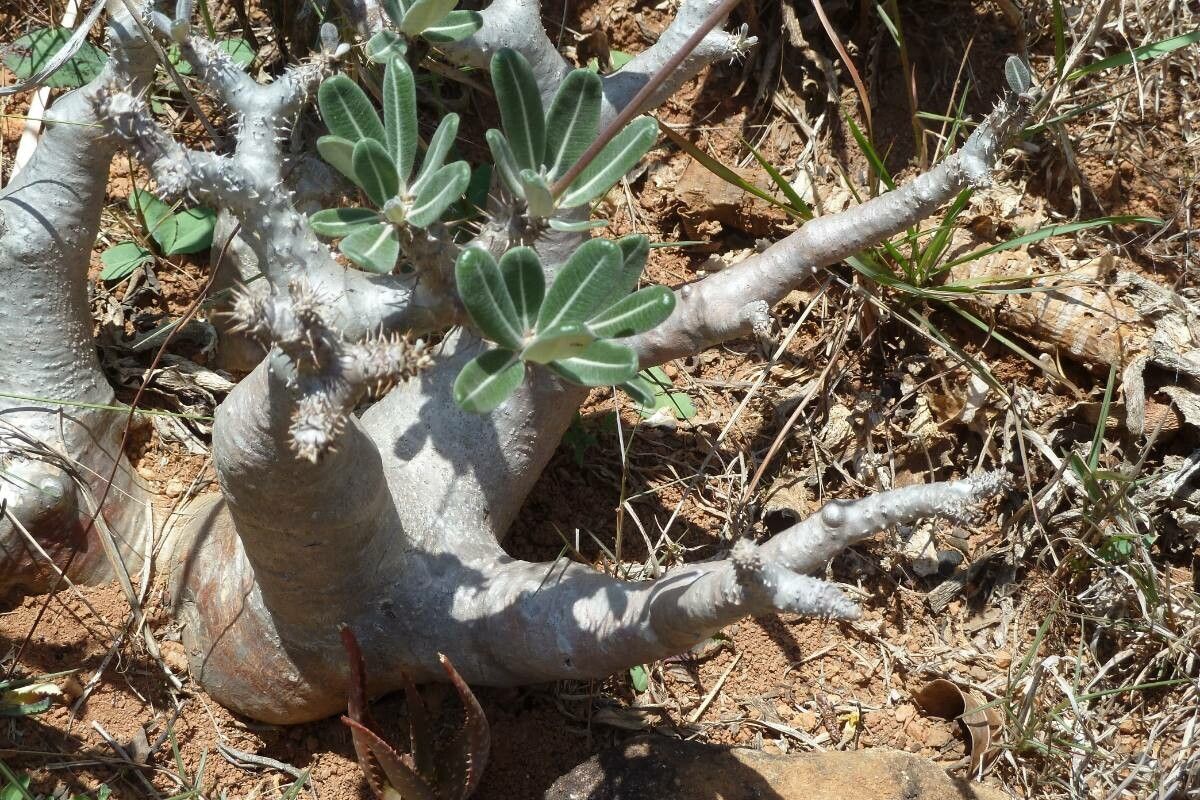 Pachypodium densiflorum leaf