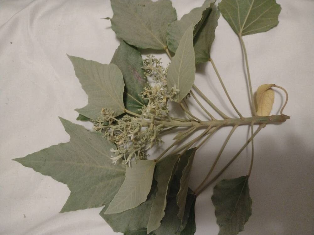 Croton argenteus — search result for 'Pakistan'