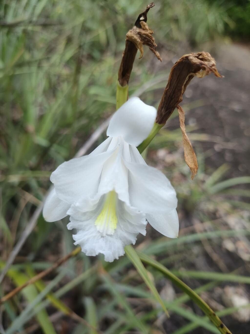 Sobralia granitica flower
