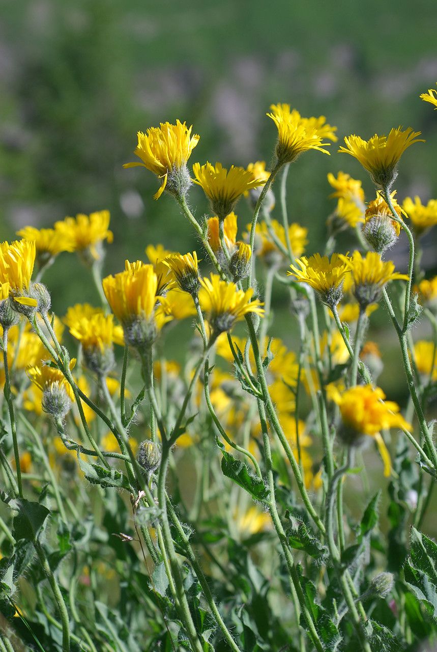 Hieracium porrectum habit