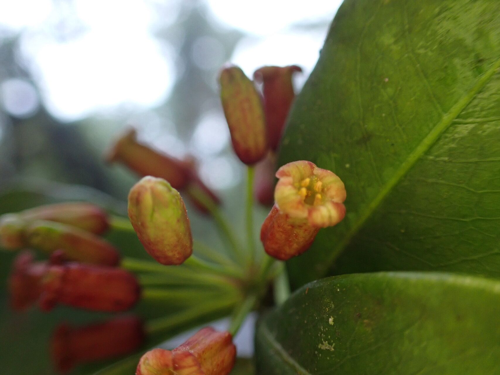 Peddiea thomensis flower