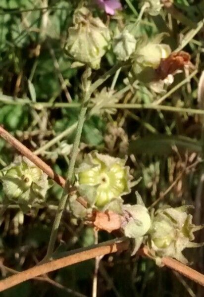 Althaea cannabina fruit