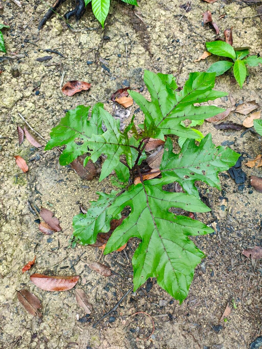 Solanum saponaceum — houseplant care guide