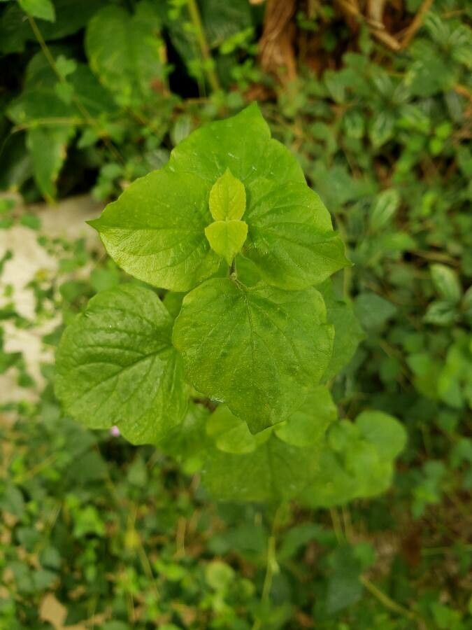 Asystasia gangetica — search result for 'Acanthaceae'