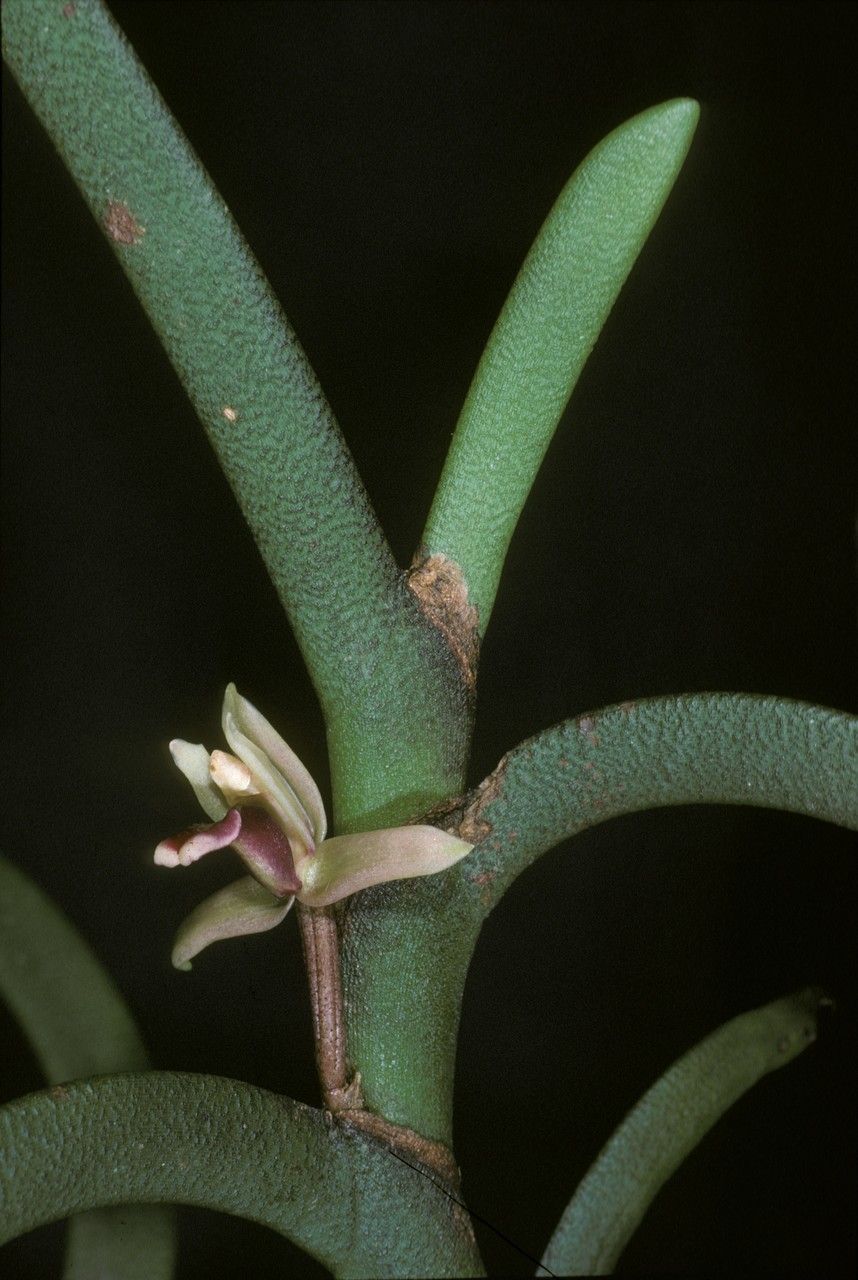 Maxillaria equitans flower
