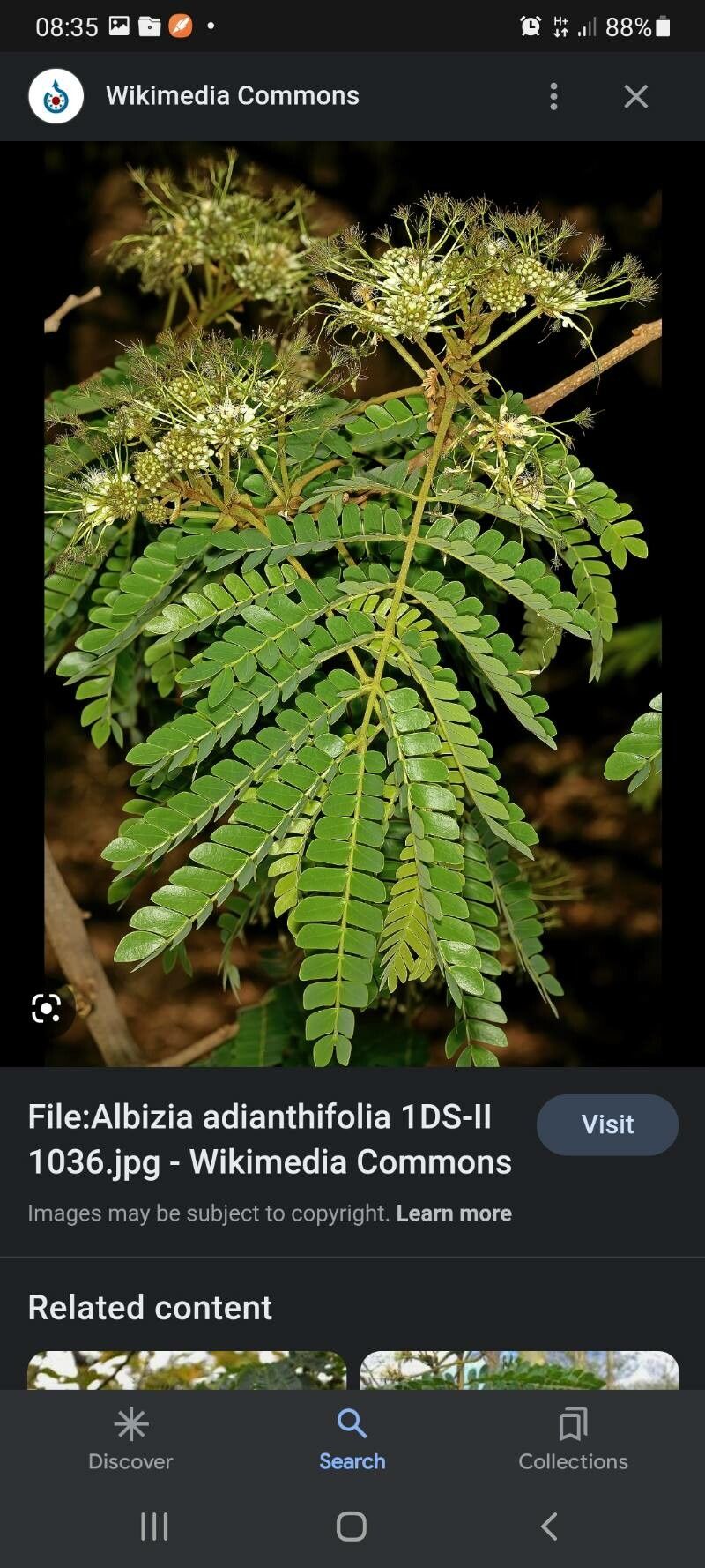 Albizia forbesii flower