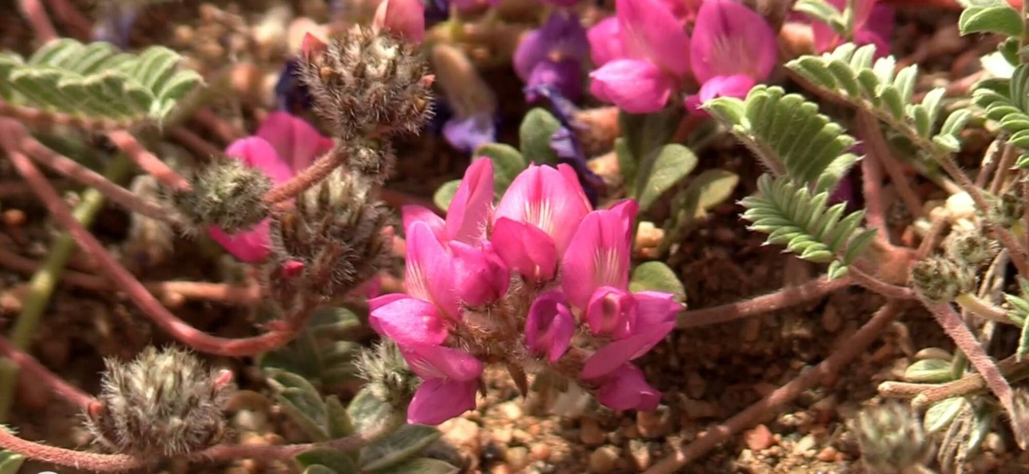 Oxytropis susamyrensis — houseplant care guide