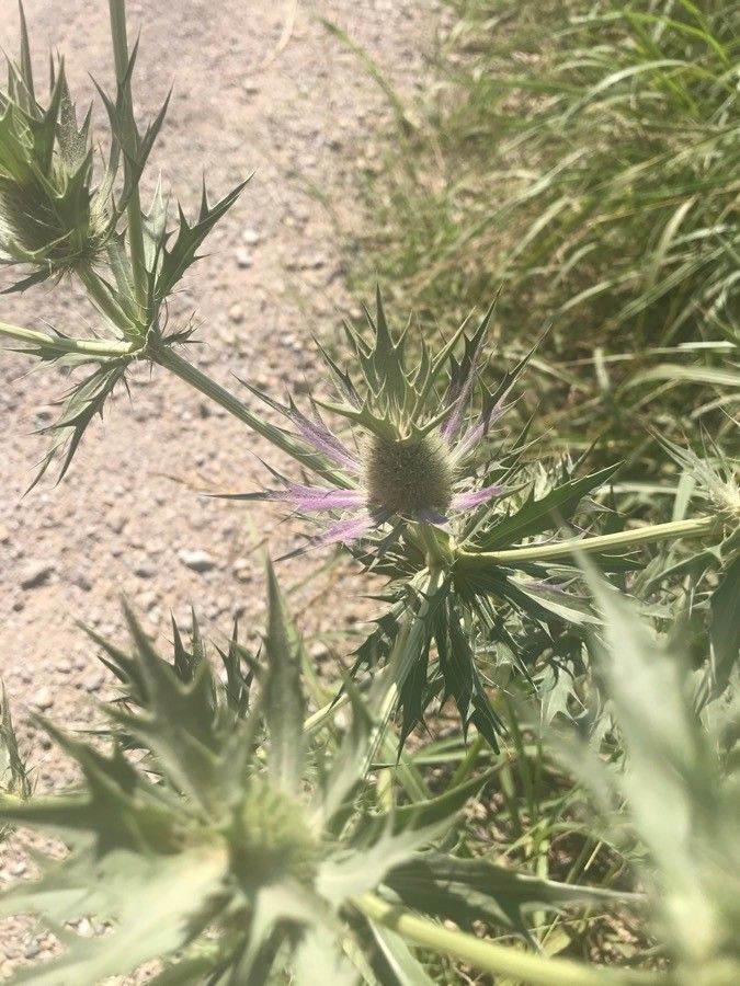 Eryngium leavenworthii flower