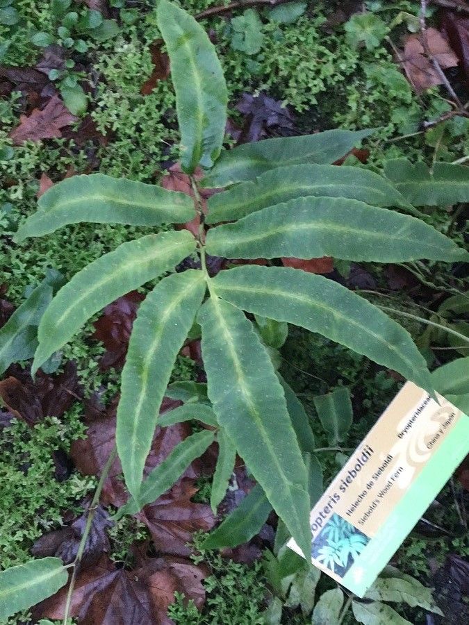Dryopteris sieboldii — search result for 'Polypodiaceae'