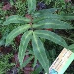 Dryopteris sieboldii