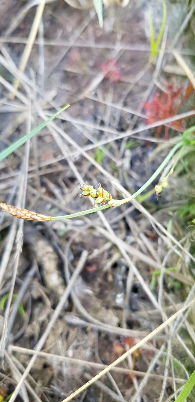 Carex panicea fruit