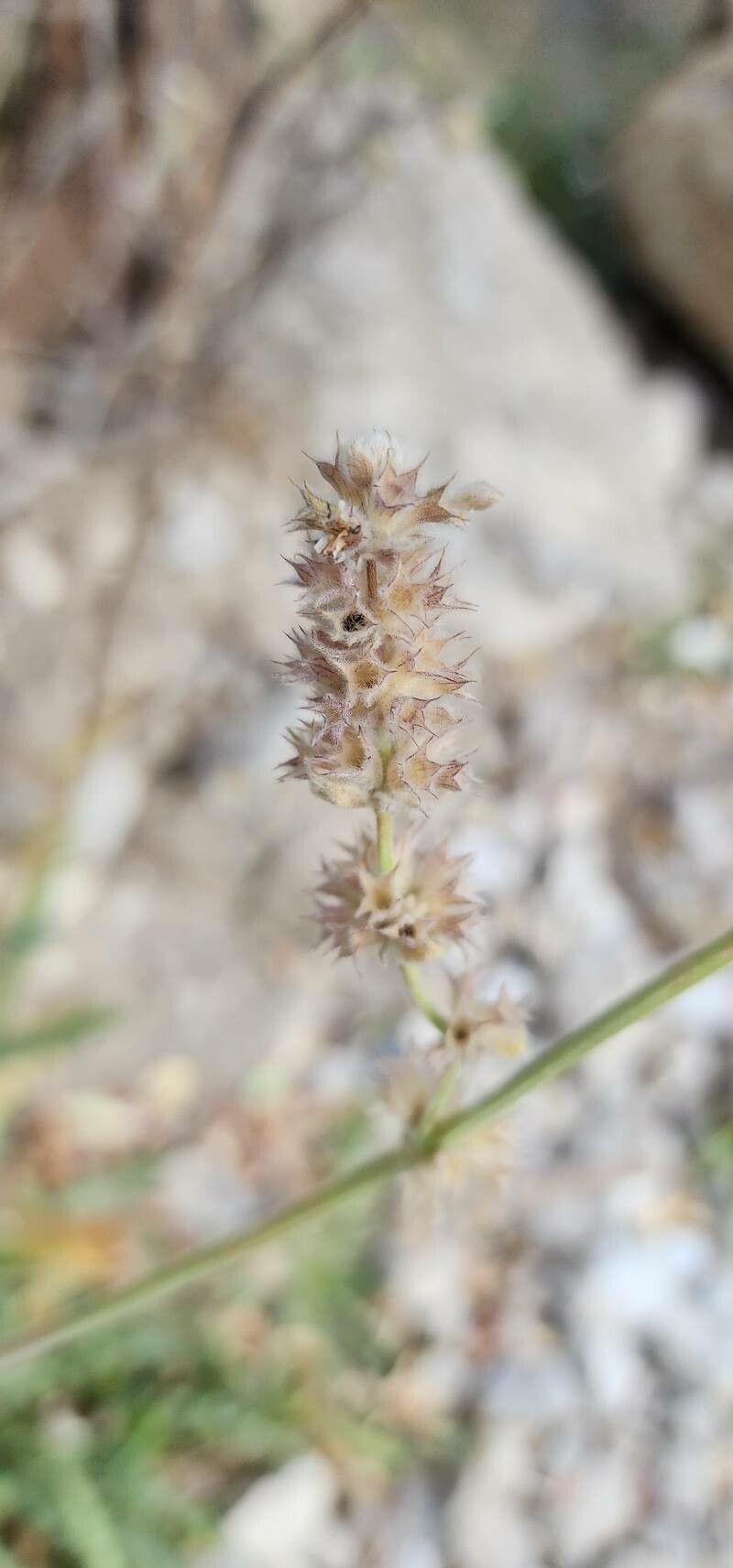 Stachys spectabilis fruit